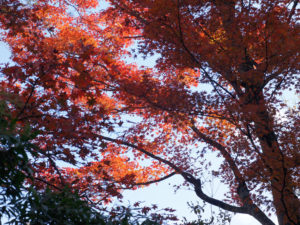 箱根『強羅公園』紅葉